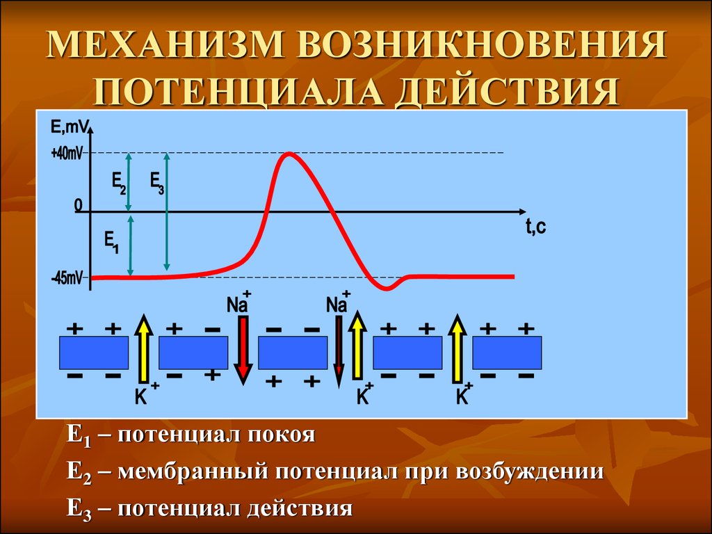 Механизмы генерации потенциала. Мембраны потенциал покоя. Механизм возникновения. Механизм образования мембранного потенциала действия. Потенциал покоя механизм генерации потенциала покоя. Механизм возникновения мембранного потенциала.