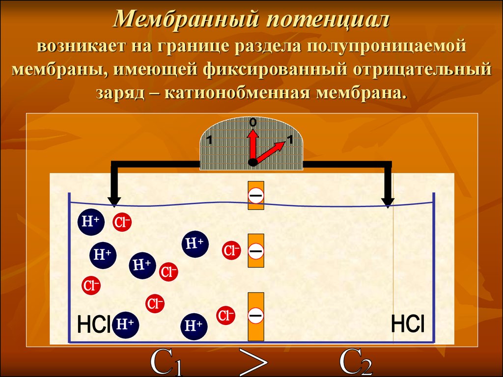 Отрицательным зарядом обладает. Мембранный потенциал клетки формула. Мембранный потенциал мембраны. При уменьшении толщины мембраны мембранный потенциал. Мембранный потенциал возникает на границе.