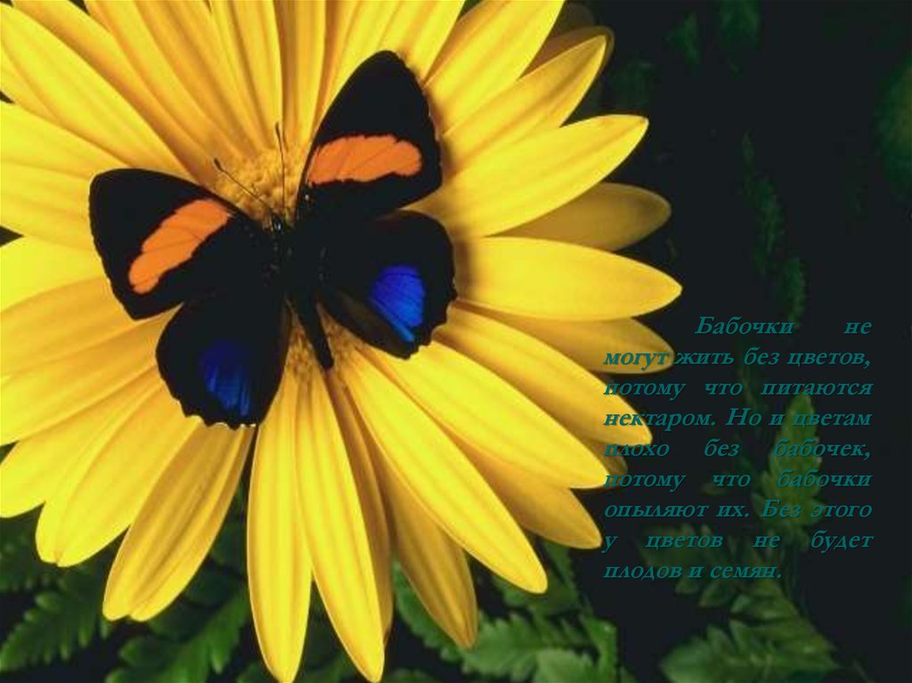 Цветам плохо без. Бабочки не могут жить без цветов потому что. Могут бабочки жить без цветов. Бабочки неиогут жить без цветов. Почему цветам плохо без бабочек.