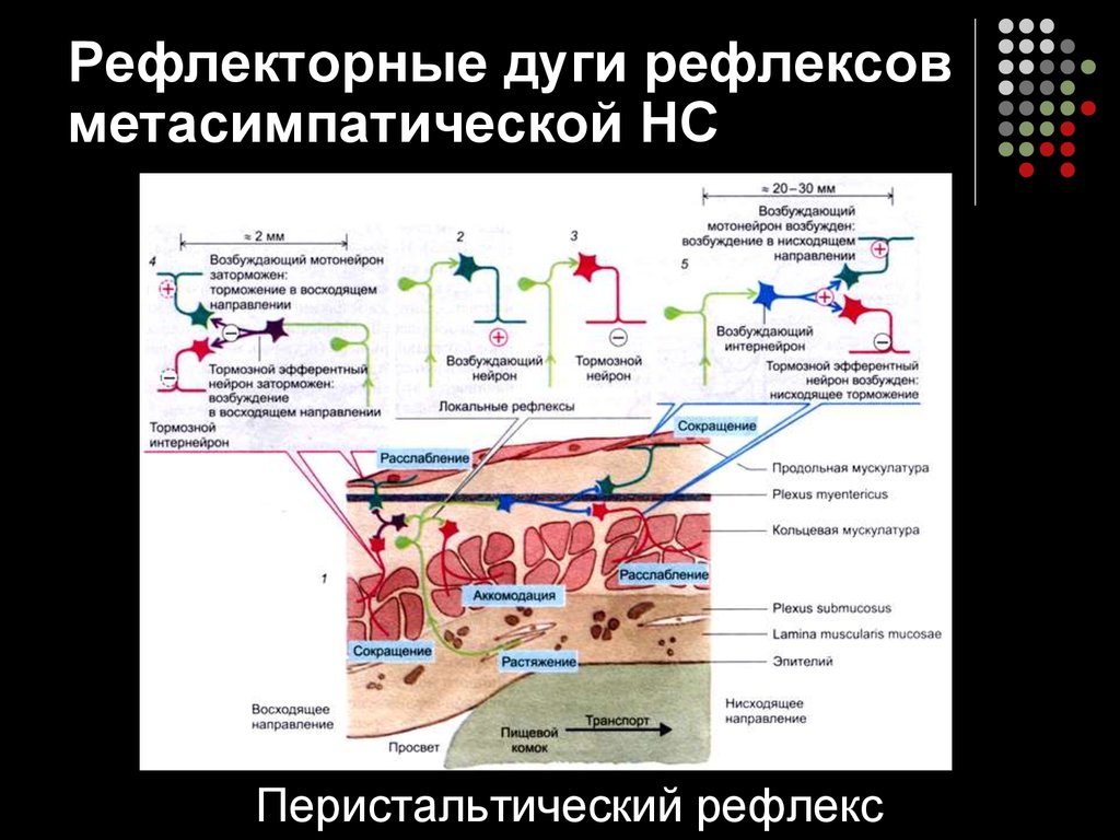 Схема перистальтического рефлекса