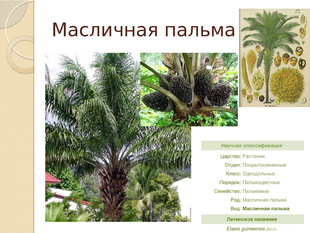 Пальма где растет природная зона. Масличная Пальма (род). Однодольные семейство пальмовые. Финиковая Пальма биология.