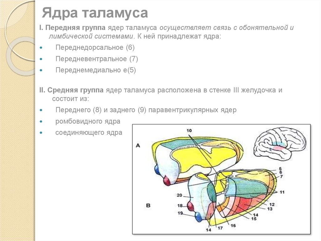 Схема ядер таламуса