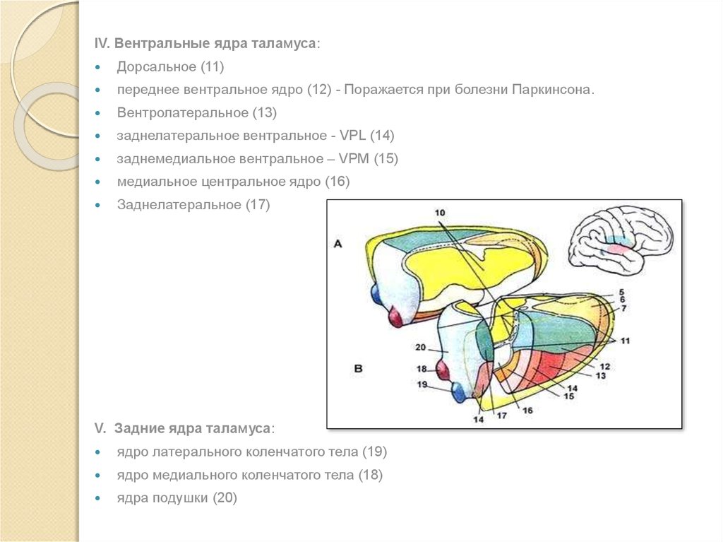 Схема ядер таламуса