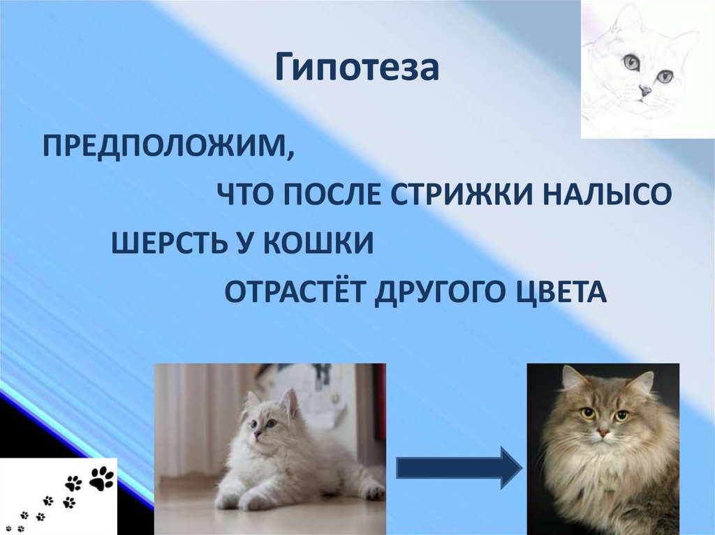 Сколько отрастает шерсть у кошки. Схема стрижки кошек. Кот после стрижки поведение. Функции шерсти у кошек. Стрижки кошек в картинках.