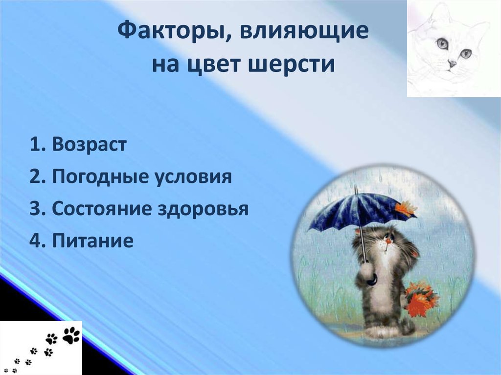 Факторы, влияющие на цвет шерсти