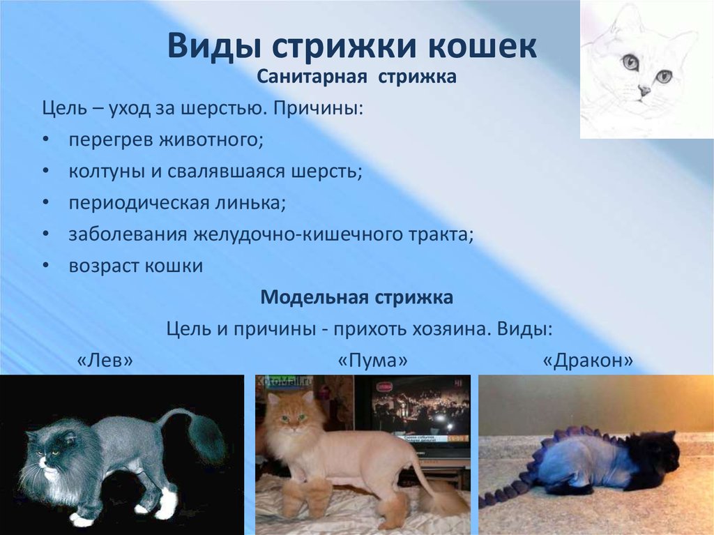 Плюсы кошек. Типы стрижек кошек. Особенности стрижки кошек журнал шаблон.