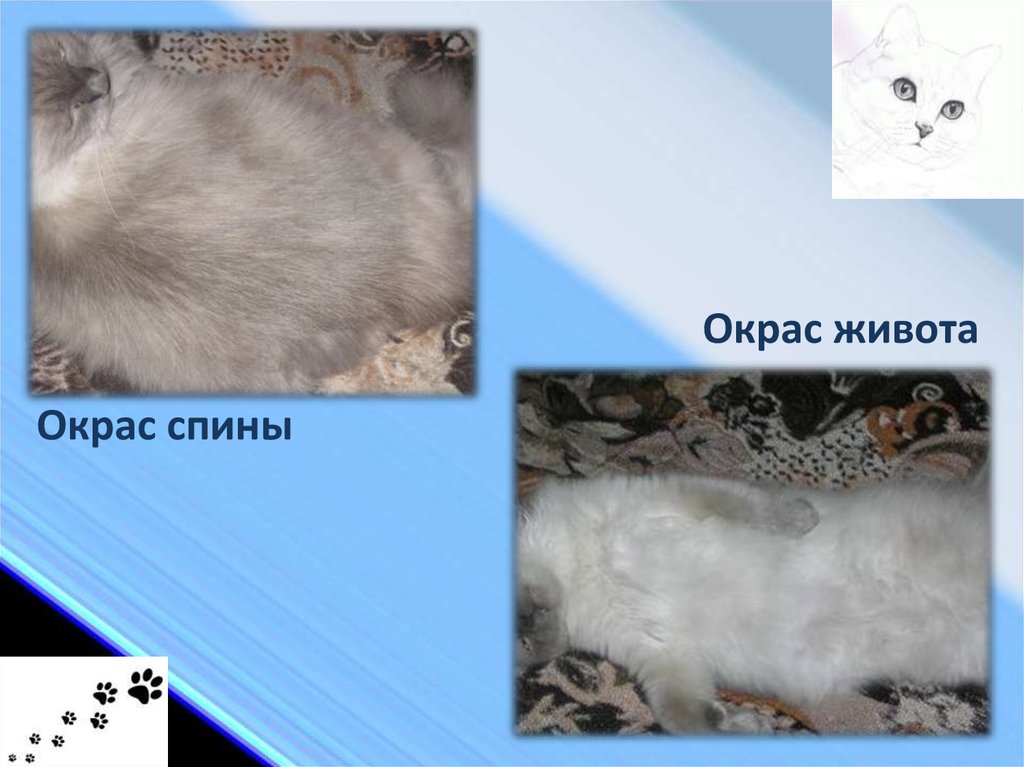 Окрас спины