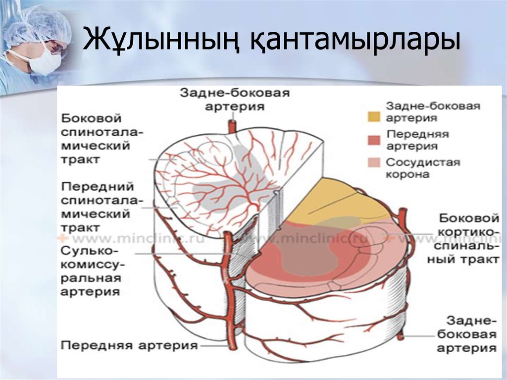 Боковая артерия