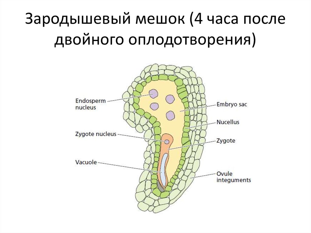 После двойного