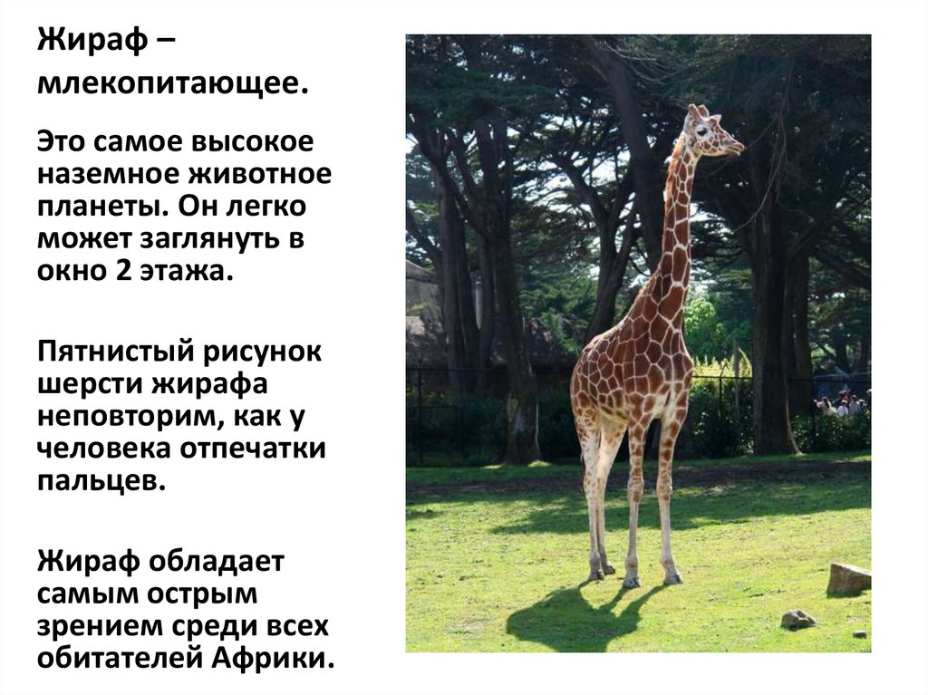 Жираф живет лет. Рассказ про жирафа. Рассказ про жирафа для детей 1. Жираф красная книга краткое описание. Доклад о жирафе.