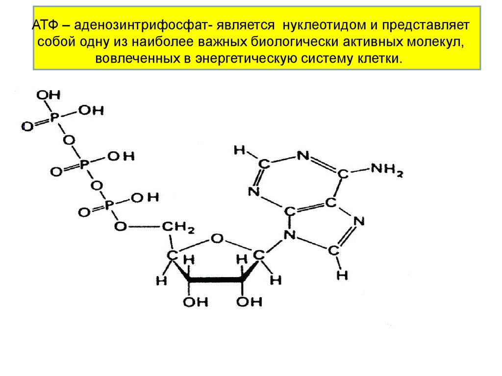 Содержание атф. АТФ аденозинтрифосфорная кислота. Строение молекулы АТФ. Нуклеотид АТФ. Строение нуклеотида АТФ.