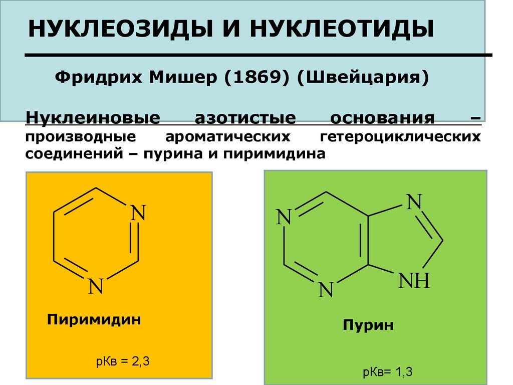 Пуриновыми нуклеотидами являются. Строение нуклеозидов и нуклеотидов. Строение гетероциклических оснований и нуклеозидов. Нуклеотид и нуклеозид. Строение нуклеозидов.