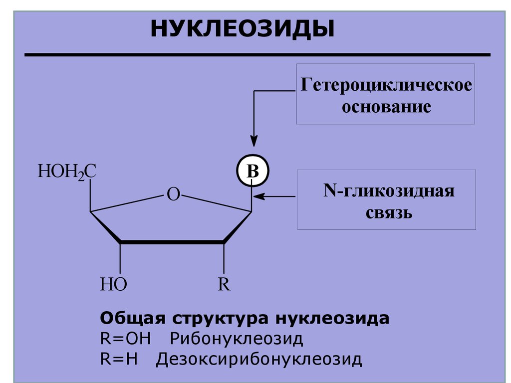 Функции нуклеиновых кислот углеводов. Общая формула нуклеозидов. Общая структура нуклеозидов. Строение нуклеозидов. Структура нуклеозида.