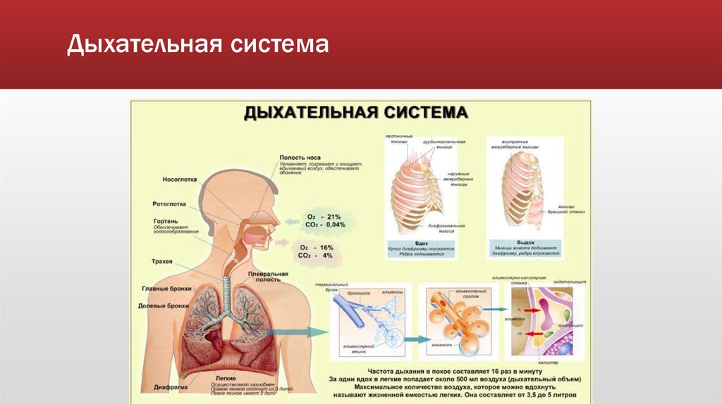 Какие органы принимают участие в дыхании. Органы дыхания участвуют в. Физиология дыхательной системы человека. В дыхательных движениях участвуют. Физиология человека карточки.