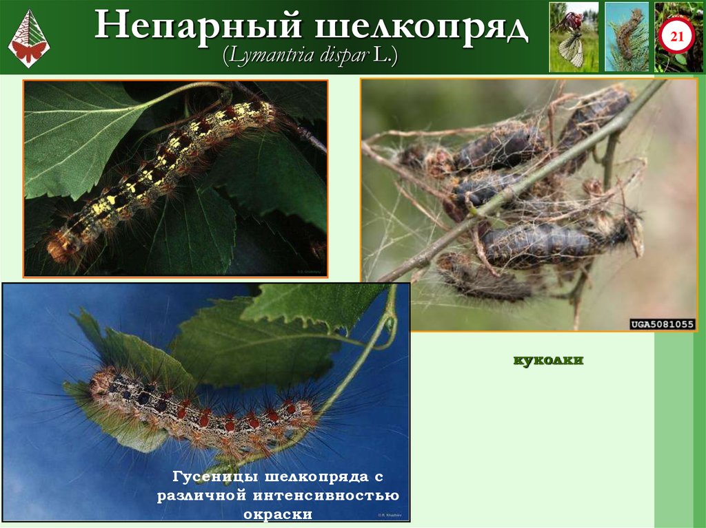 Препарат от шелкопряда. Непарный шелкопряд гусеница. Непарный тутовый шелкопряд. Куколка непарного шелкопряда. Непарный шелкопряд Lymantria dispar гусеница.