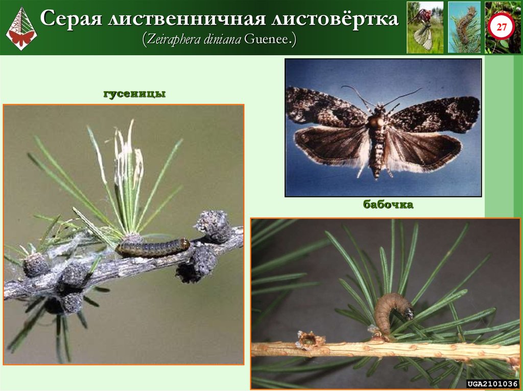 Листовертка Лиственная серая