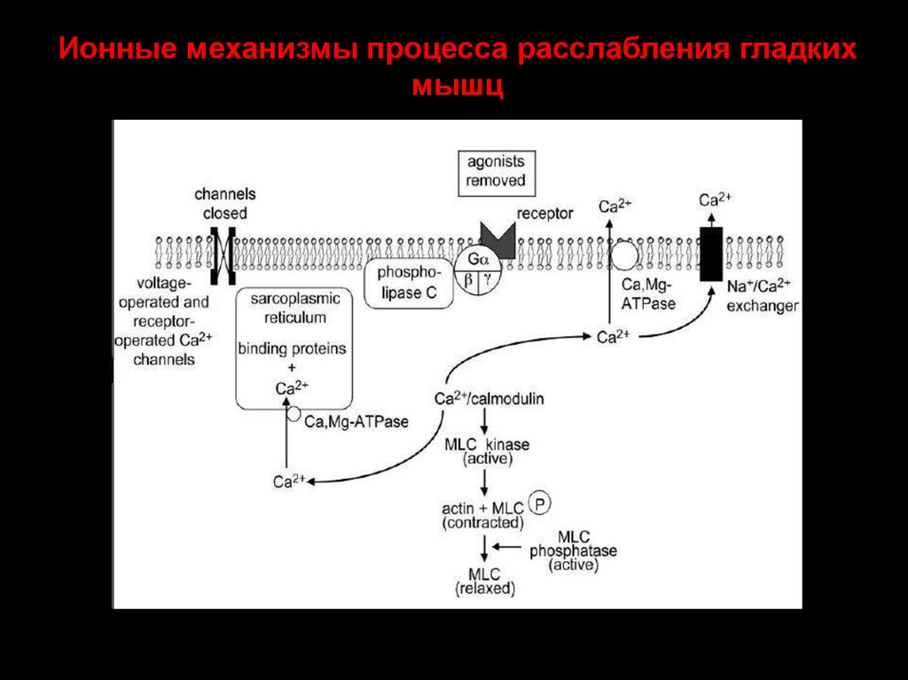 Ионный механизм. Расслабление гладких мышц. Механизм расслабления. Особенности расслабления гладких мышц.