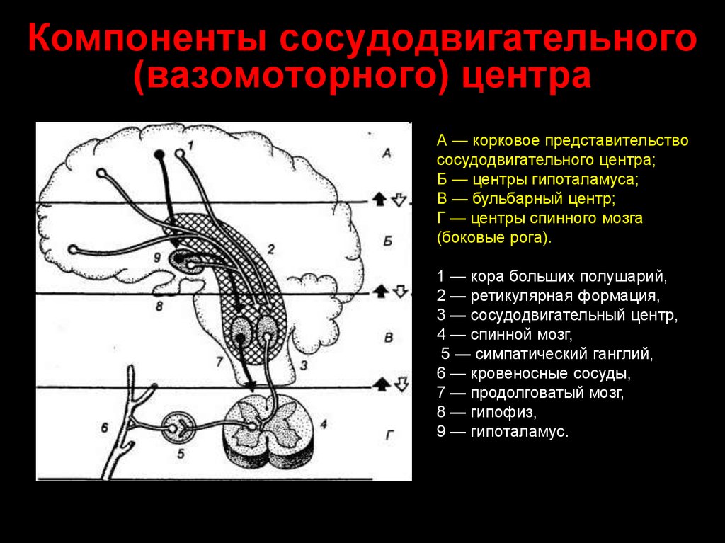 Сосудодвигательный центр находится в мозге. В Ф Овсянников сосудодвигательный центр. Компоненты сосудодвигательного (вазомоторного) центра. Бульбарный сосудодвигательный центр. Структура сосудодвигательного центра.