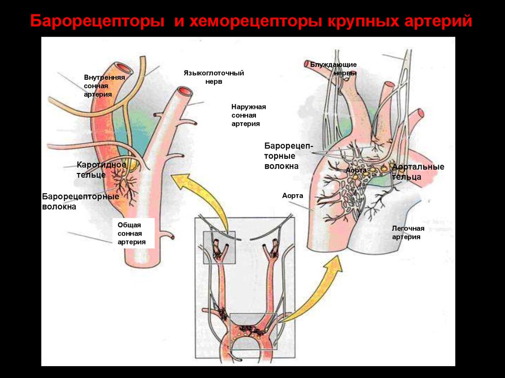 Барорецепторы дуги аорты