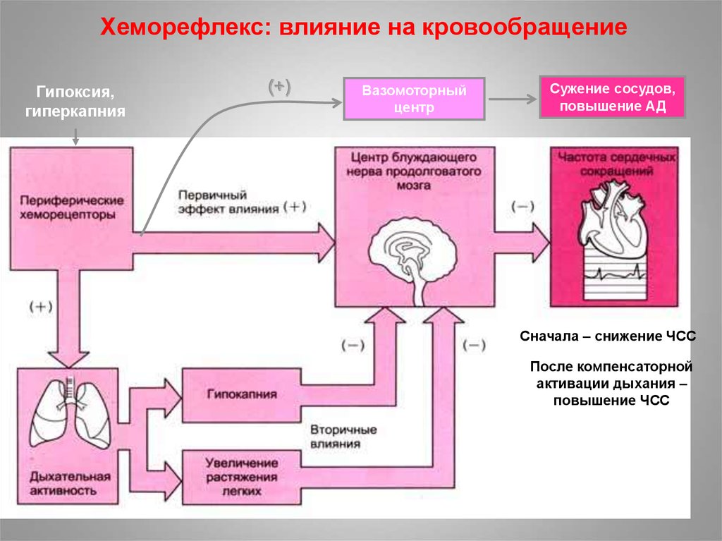 Гипоксия влияние. Гипоксия и гиперкапния. Влияние на дыхание гипоксемии и гиперкапнии.. Влияние гипокапнии и гиперкапнии. Гипоксия гиперкапния гипоксемия.