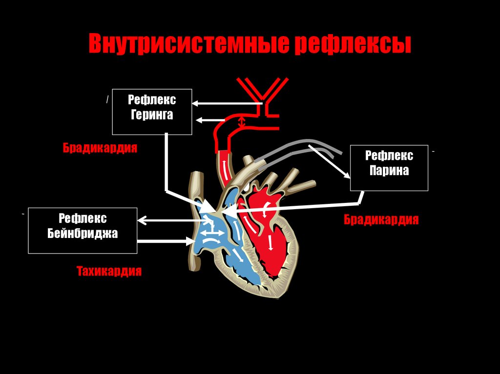 Рефлекторная дуга рефлекса кашля