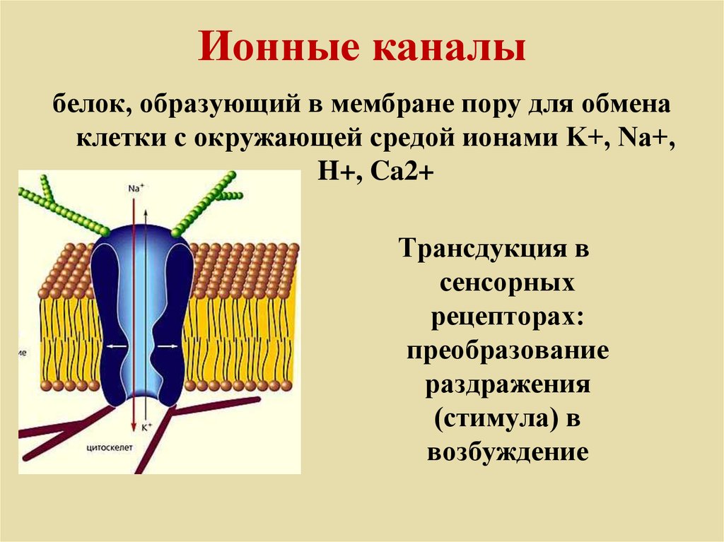 Мембрана поры