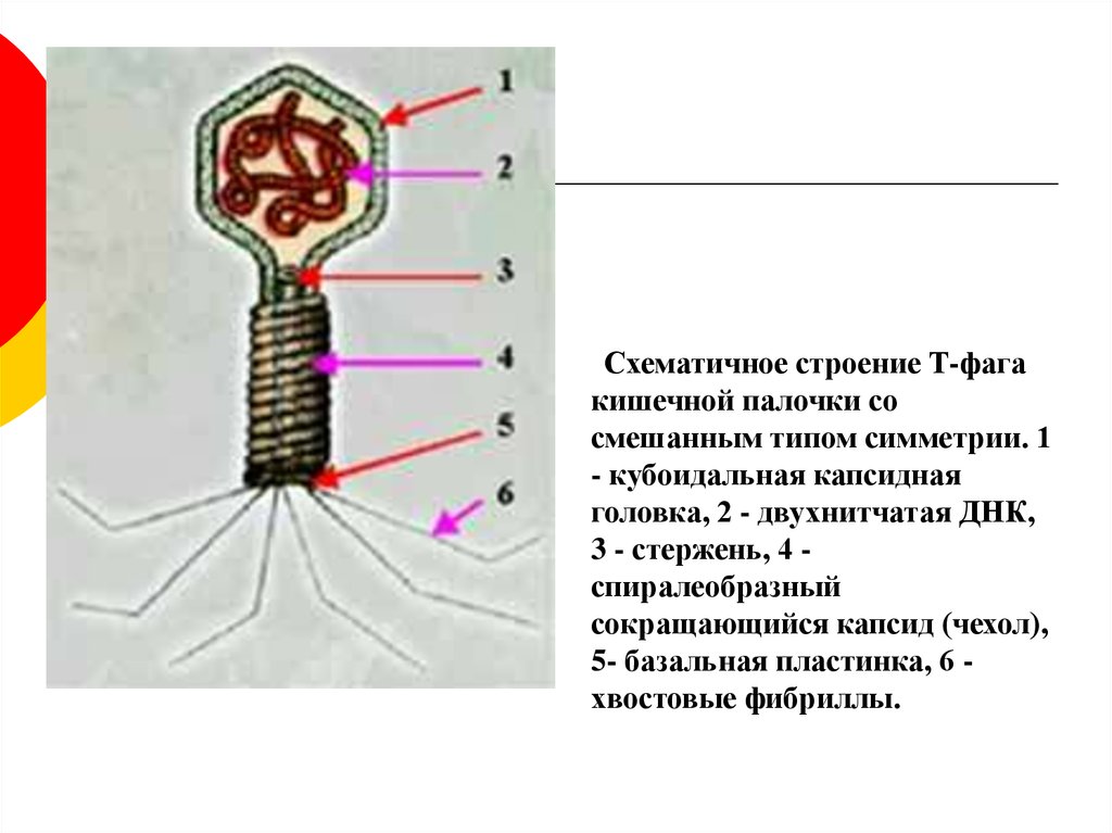 Тип симметрии змей. Схематичное строение бактериофага. Смешанный Тип симметрии капсида. Строение т фага. Схематичное строение.