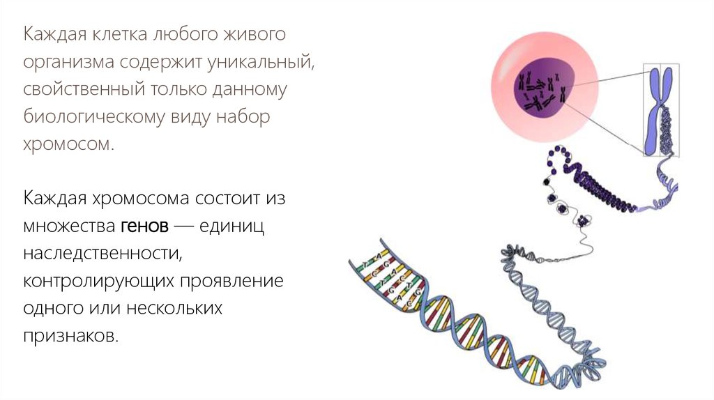 Организм содержащие одинаковые гены. Множественный аллелизм в хромосоме. Множественный аллелизм Тип мутации.