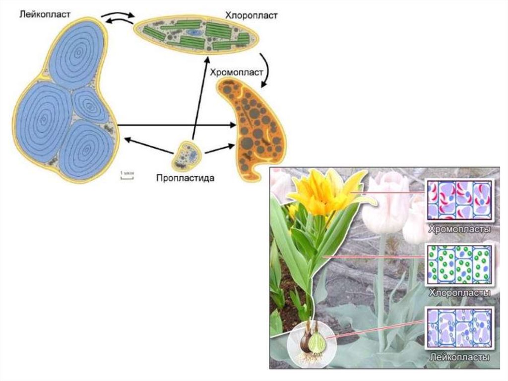 Хлоропласты хромопласты лейкопласты. Хромопласты и лейкопласты. Хлоропласты и хромопласты и лейкопласты листья. Лекопластр.