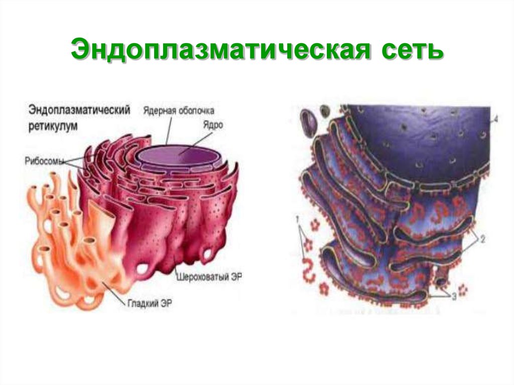 Эпс схема строения