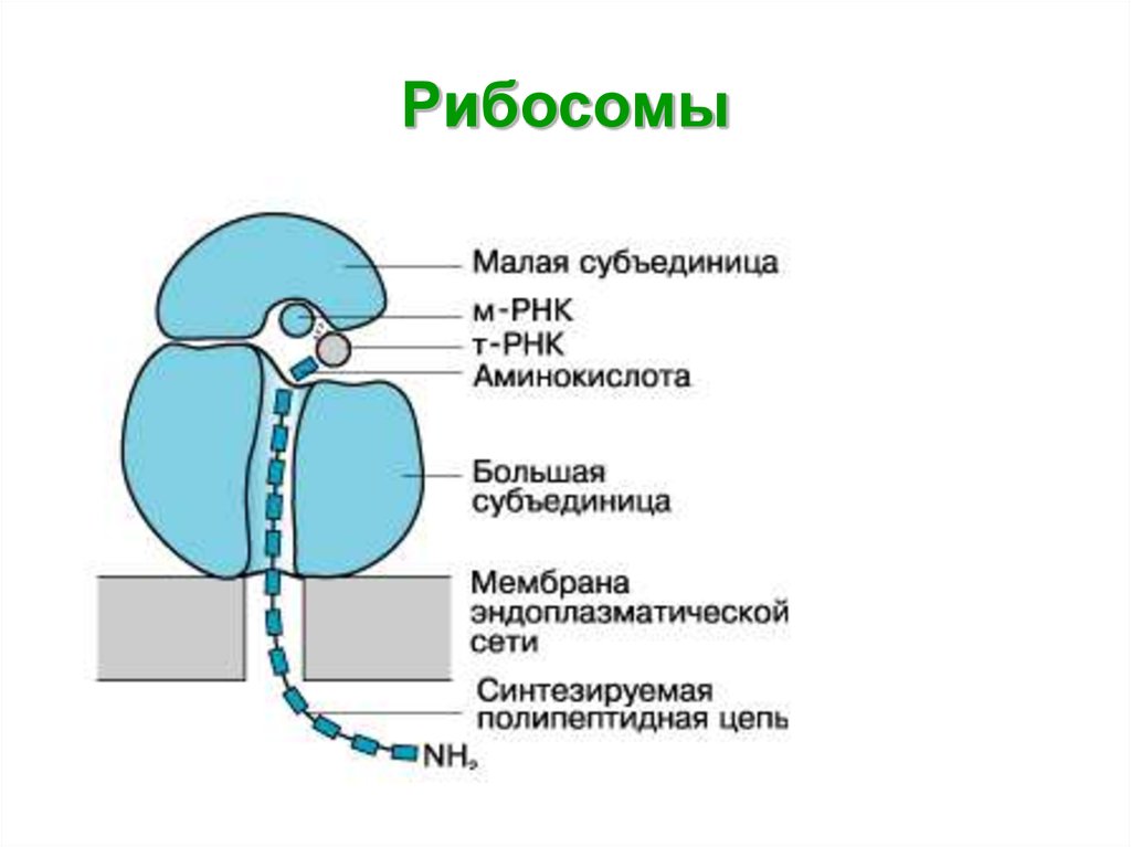 Рибосома рисунок егэ