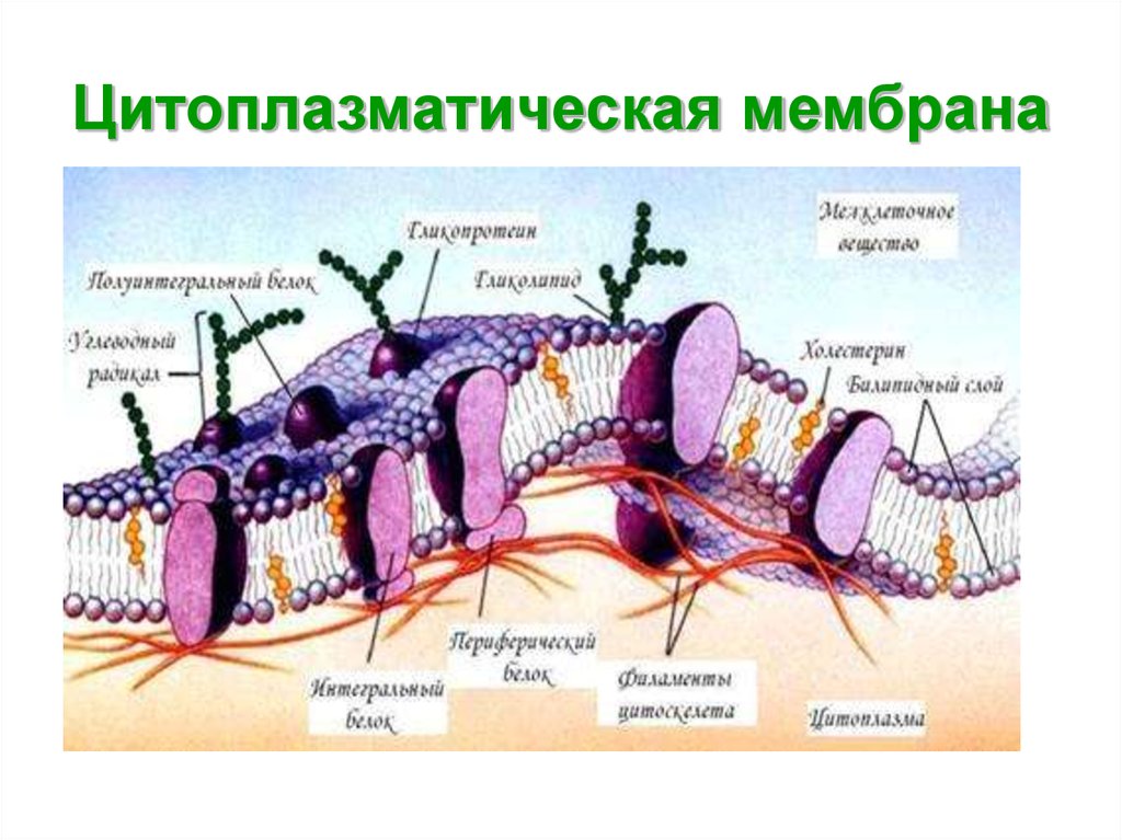 Общий план строения цитоплазматической мембраны