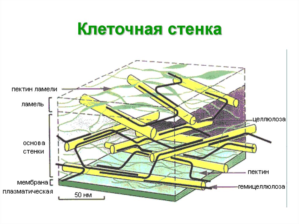 Схема строения клеточной стенки