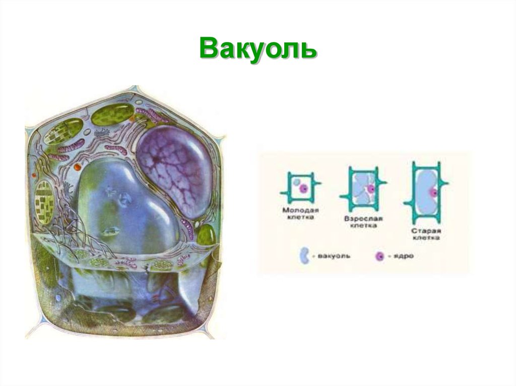 Наличие вакуолей растительная клетка. Вакуоли растительной клетки. Вакуоль растительной клетки строение. Строение растительной вакуоли. Вакуоль растительной клетки рисунок.