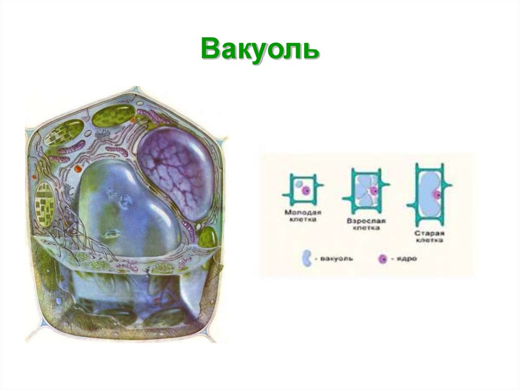 Старая клетка. Вакуоли растительной клетки. Вакуоль растительной клетки строение. Вакуоль растительной клетки 5 класс биология. Вакуоль растительной клетки рисунок.