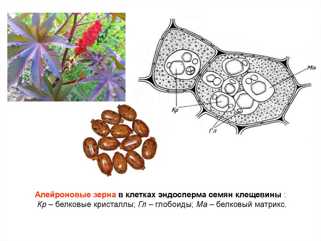 В клетках семян растений вещества