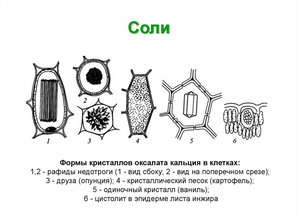 Клетки подсолнечника. Кристаллы оксалата кальция. Формы кристаллов оксалата кальция. Формы кристаллов оксалата кальция в клетках. Типы кристаллических включений в растительной клетке.