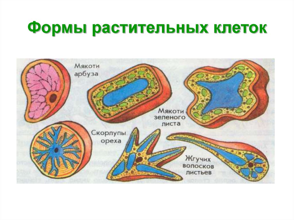 Клетки разных растений. Формы растительных клеток. Строение различных клеток. Многообразие растительных клеток. Многообразие форм растительных клеток.