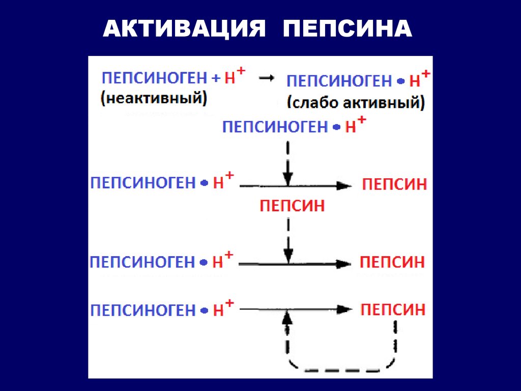 Гидролиз белков пепсином