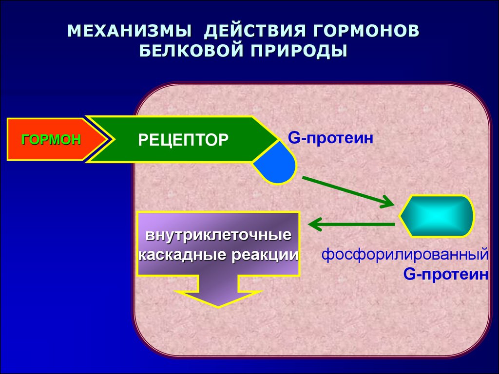 Основные механизмы действия гормонов. Механизм действия гормонов схема. Механизм действия белковых гормонов схема. Пханизс действа ягормон. Механизм действия гормонов белково-пептидной природы.