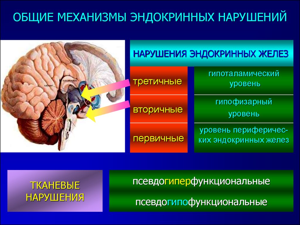 Гормон центральной нервной системы