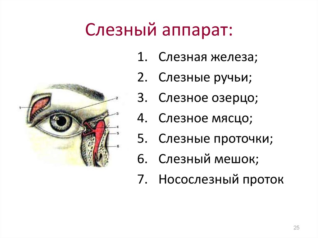 Функции слезной железы глаза. Анатомические структуры слезного аппарата. Слезоотводящий аппарат глаза строение. Слезный аппарат глаза анатомия. Слезопродуцирующий и слезоотводящий аппарат глаза схема.