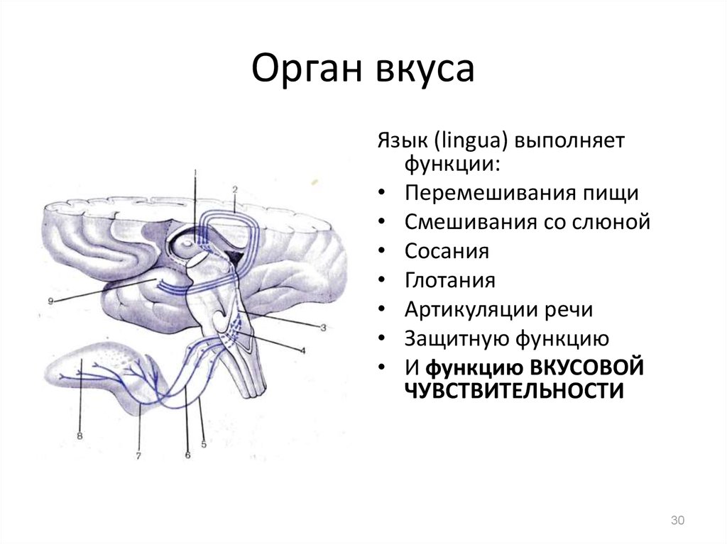 Дополните схему строения периферического отдела вкусового анализатора