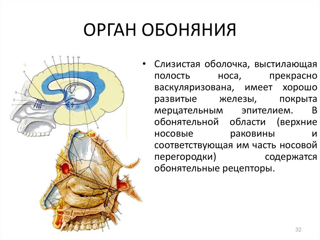 За обоняние отвечает отдел