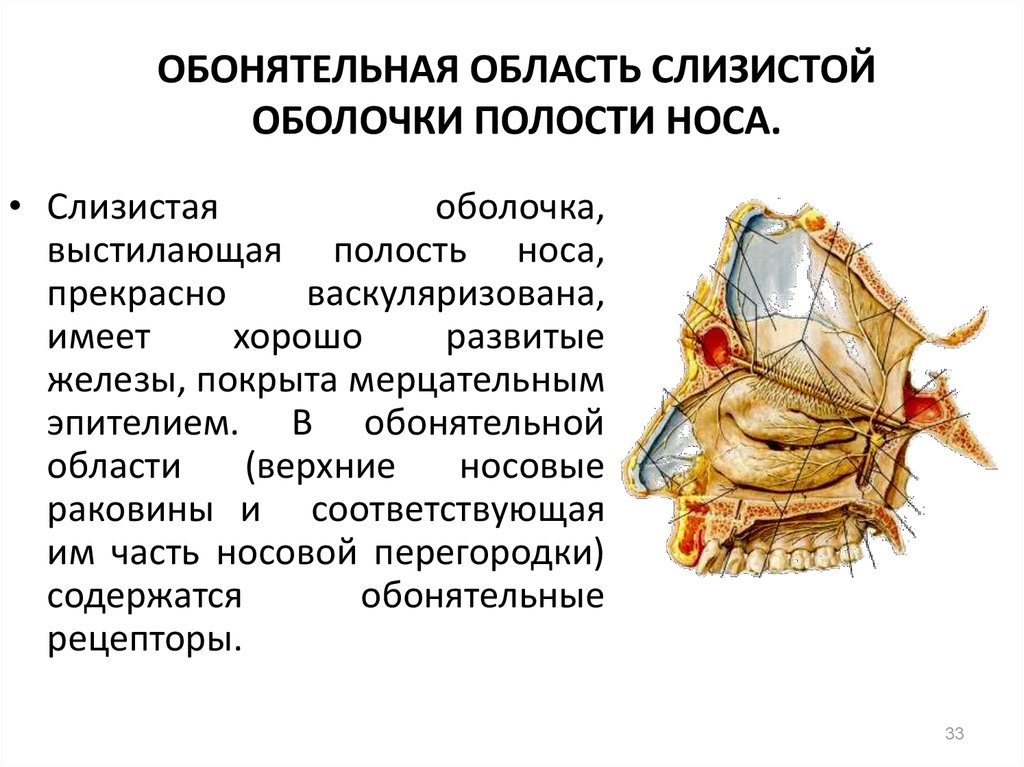 Обонятельной полостью носа является