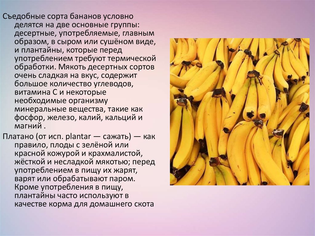 Десертный банан польза. Сорта бананов. Сорта сорта бананов. Кормовой сорт бананов. Десертный банан сорта.