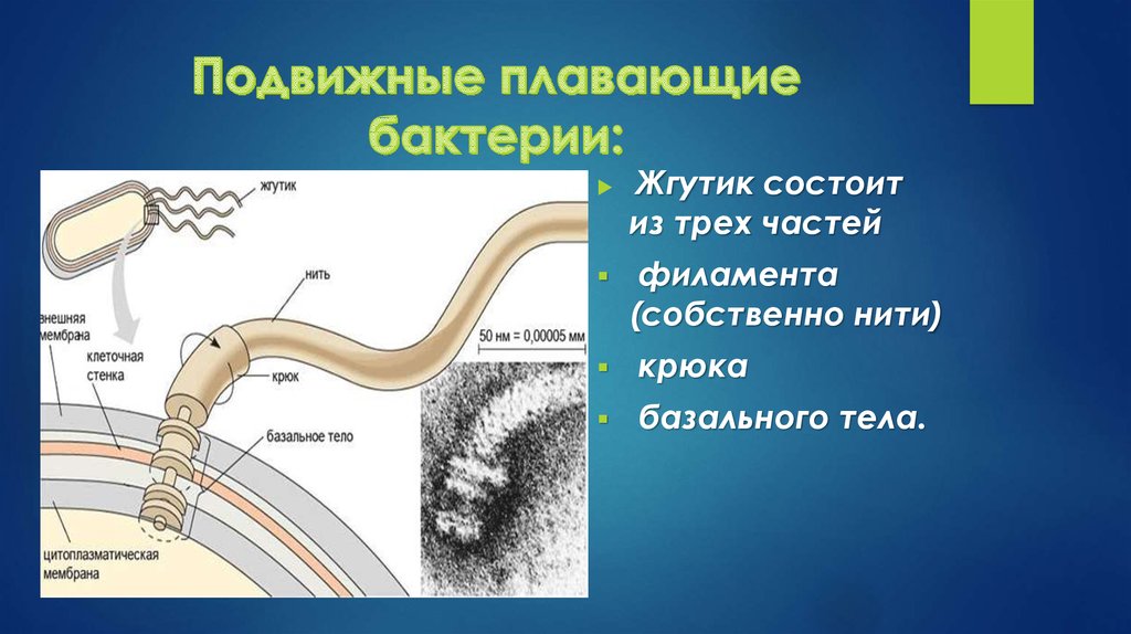 Размер жгутика. Жгутики бактерий. Строение жгутика. Строение жгутика бактерий. Структура жгутика бактерий.