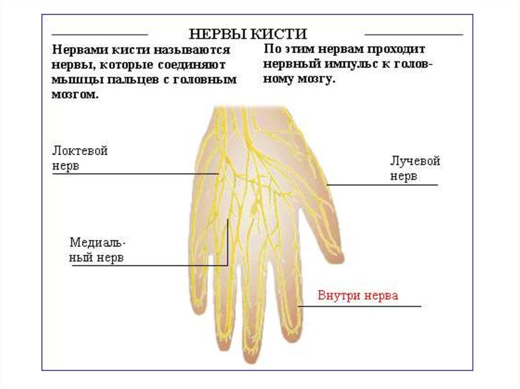 Нервы на руке человека схема расположения