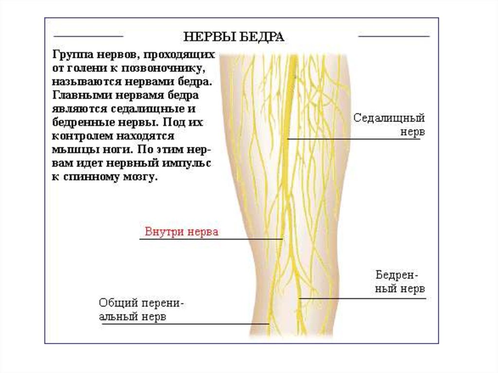 Нервы в ноге схема