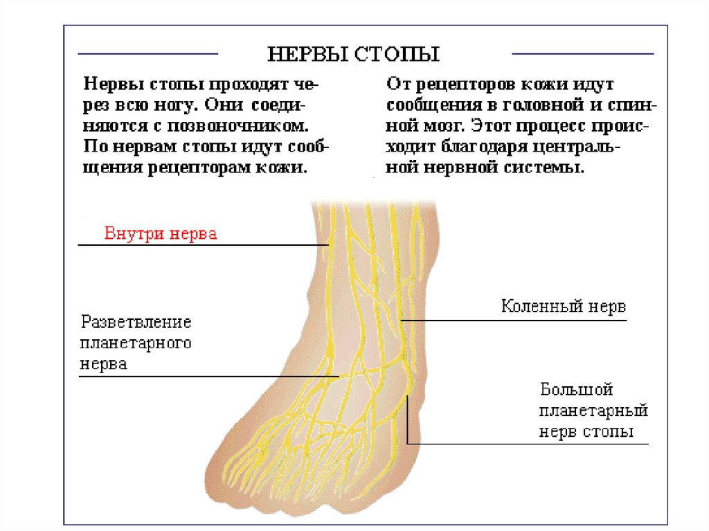 Нервы прошли. Нервы стопы человека. Кожные нервы стопы.